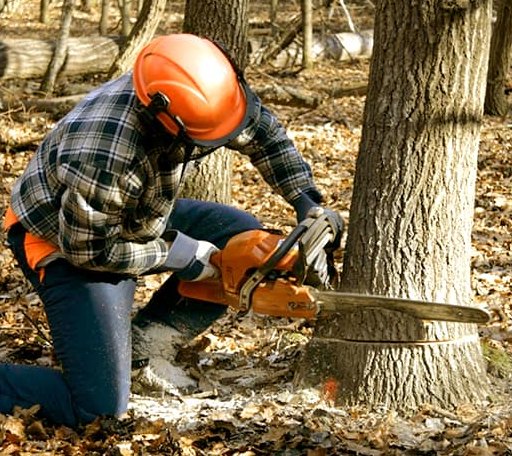 Tree Removal in Charleston, MS